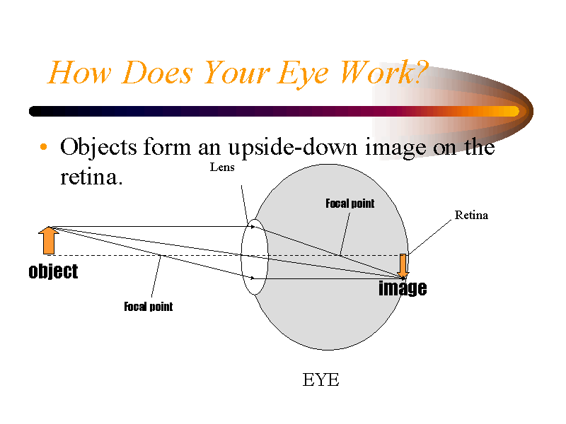 How does the eye work?